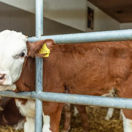 Hotel-Pension Lackenbauer Guest house 4*