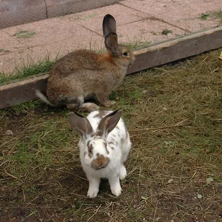 Gasthof Hotel-pension Lackenbauer 4*